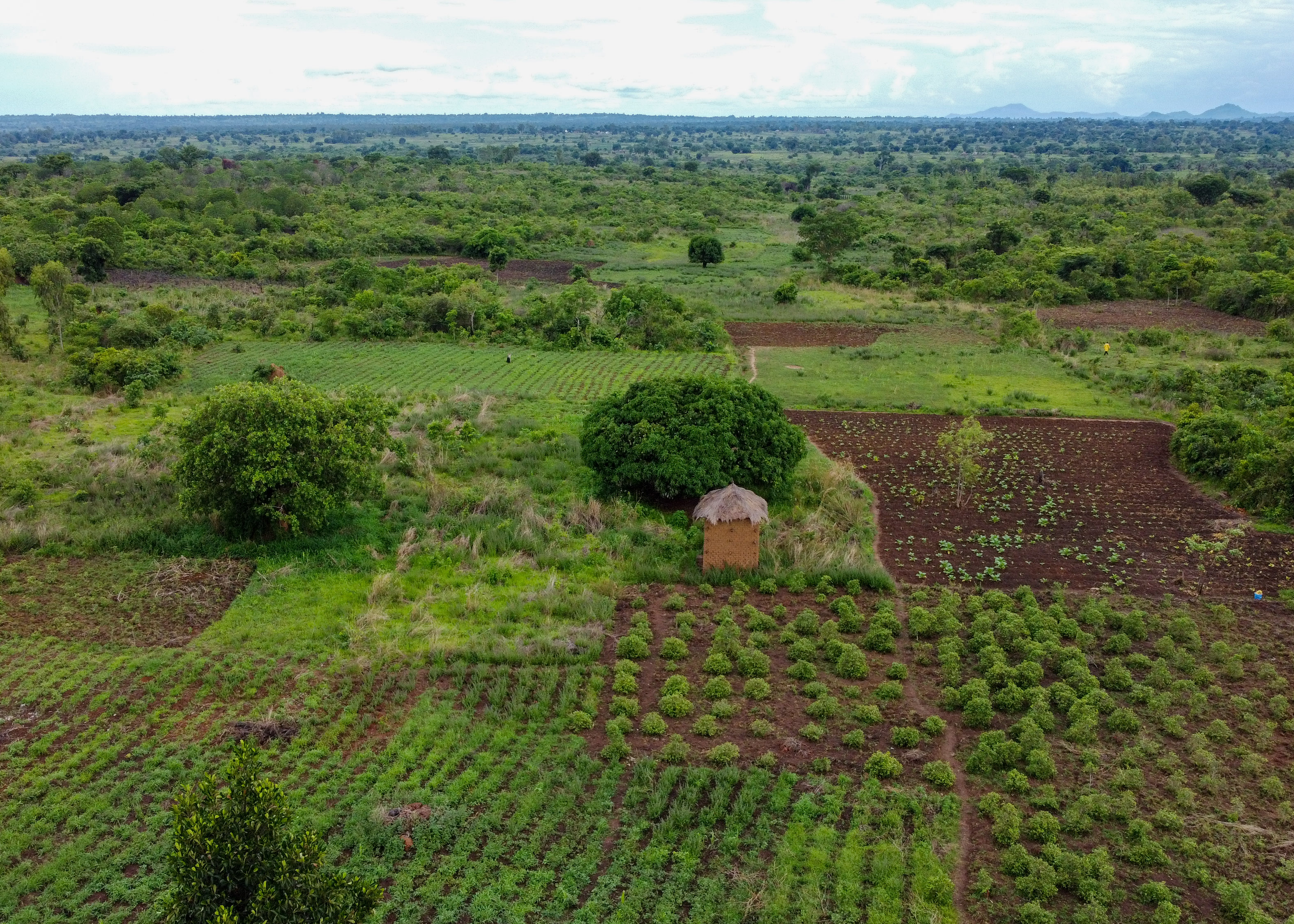 An areal view of Arilo arable land